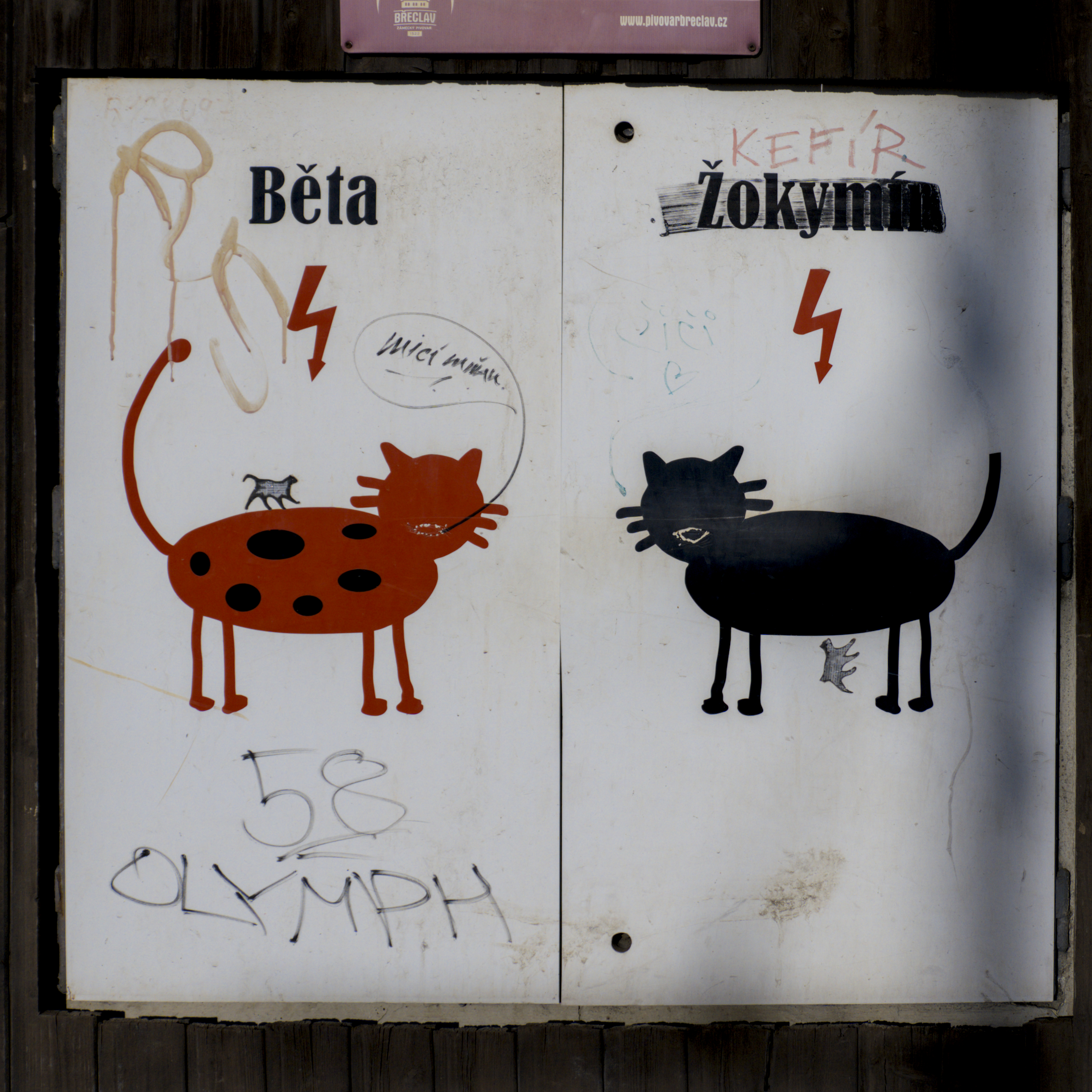 kočka