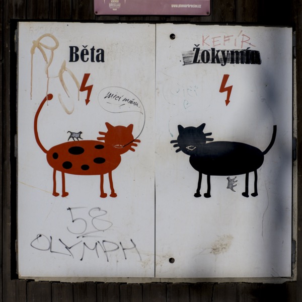 kočka